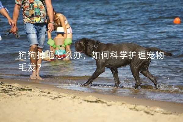 狗狗掉毛怎么辦,如何科學護理寵物毛發? 狗狗掉毛怎么辦,如何科學護理寵物毛發?