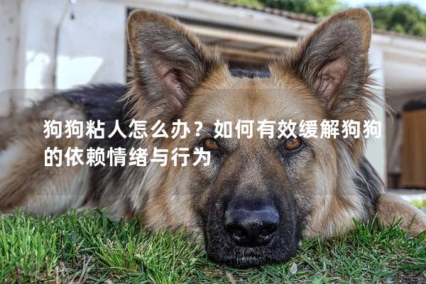 狗狗粘人怎么辦？如何有效緩解狗狗的依賴情緒與行為