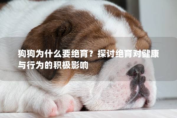 狗狗為什么要絕育？探討絕育對健康與行為的積極影響