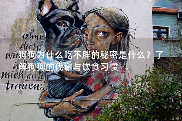 狗狗為什么吃不胖的秘密是什么？了解狗狗的代謝與飲食習慣