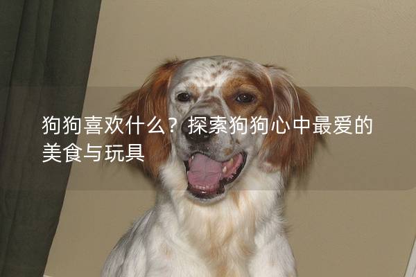 狗狗喜歡什么？探索狗狗心中最愛的美食與玩具