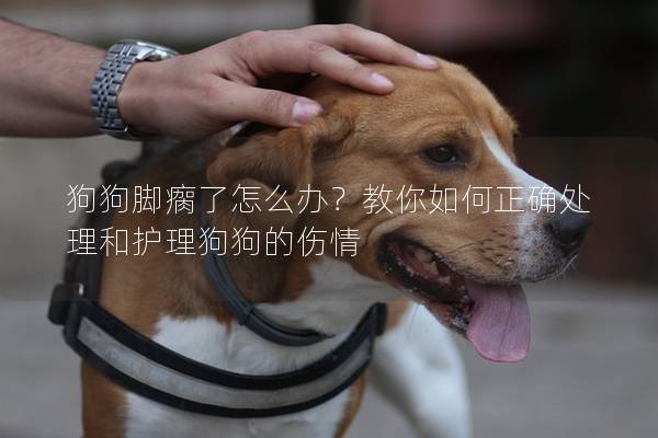 狗狗腳瘸了怎么辦？教你如何正確處理和護理狗狗的傷情