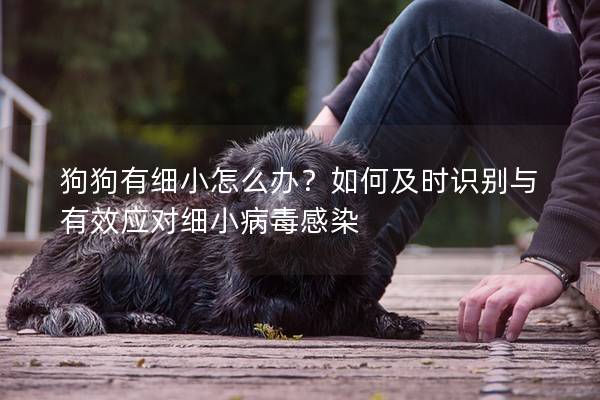 狗狗有細小怎么辦？如何及時識別與有效應對細小病毒感染