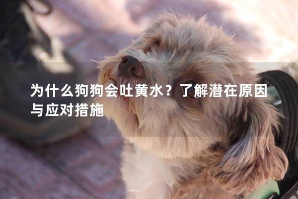 為什么狗狗會吐黃水？了解潛在原因與應(yīng)對措施
