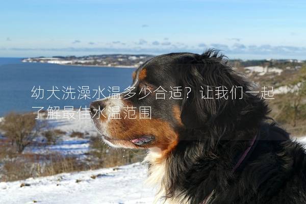 幼犬洗澡水溫多少合適？讓我們一起了解最佳水溫范圍