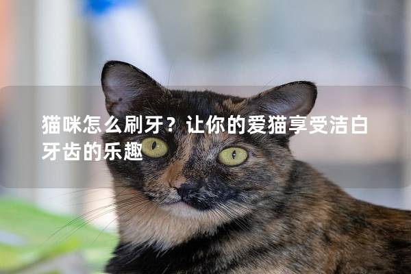 貓咪怎么刷牙？讓你的愛貓享受潔白牙齒的樂趣