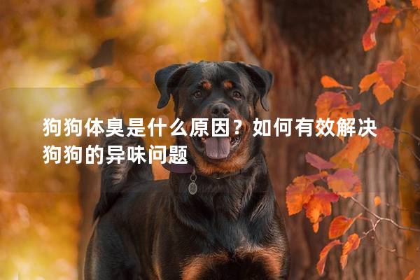 狗狗體臭是什么原因？如何有效解決狗狗的異味問題