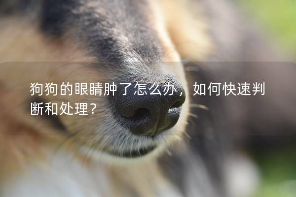 狗狗的眼睛腫了怎么辦，如何快速判斷和處理？