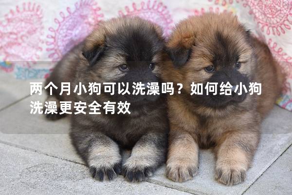 兩個月小狗可以洗澡嗎？如何給小狗洗澡更安全有效