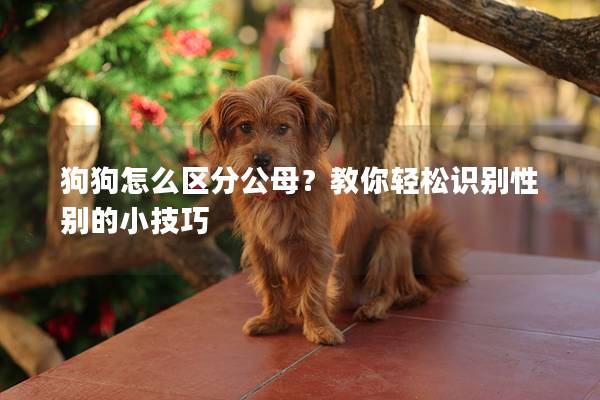狗狗怎么區分公母？教你輕松識別性別的小技巧