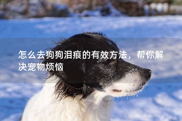 怎么去狗狗淚痕的有效方法，幫你解決寵物煩惱