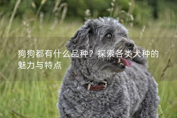 狗狗都有什么品種？探索各類犬種的魅力與特點(diǎn)