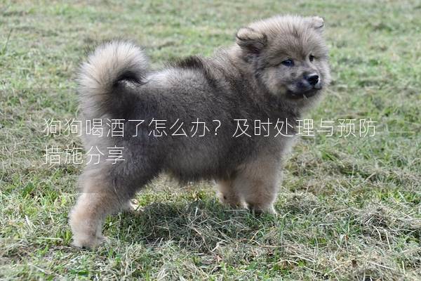 狗狗喝酒了怎么辦？及時處理與預防措施分享