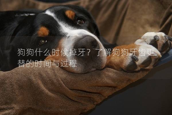 狗狗什么時候掉牙？了解狗狗牙齒更替的時間與過程