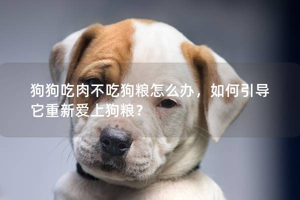 狗狗吃肉不吃狗糧怎么辦，如何引導它重新愛上狗糧？
