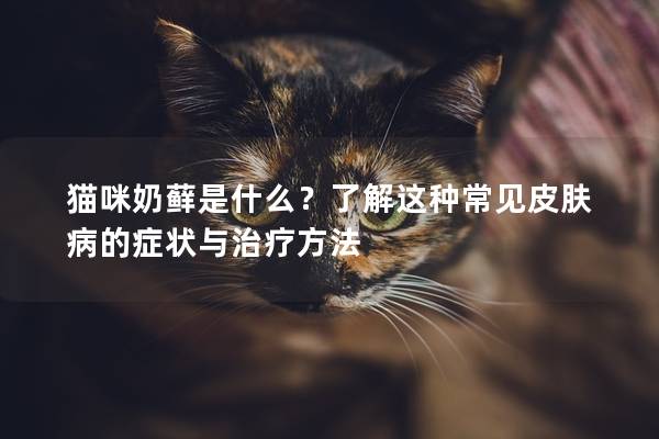 貓咪奶蘚是什么？了解這種常見皮膚病的癥狀與治療方法