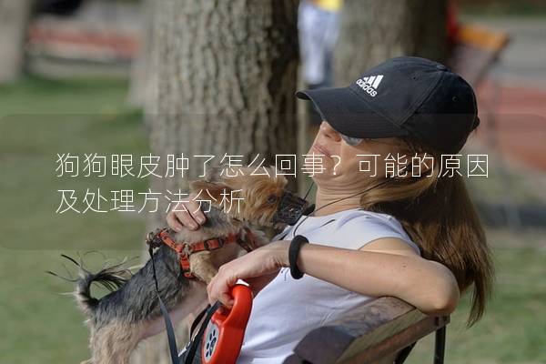 狗狗眼皮腫了怎么回事？可能的原因及處理方法分析