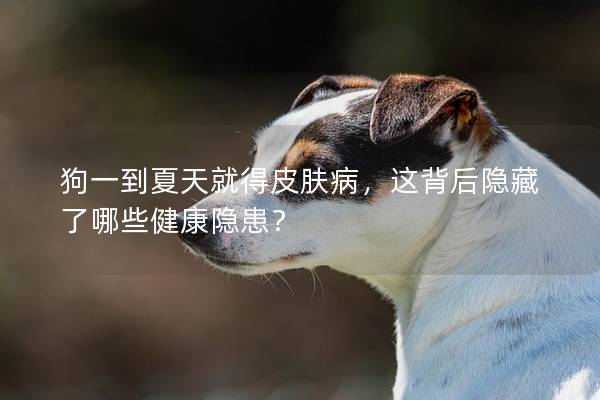 狗一到夏天就得皮膚病,這背后隱藏了哪些健康隱患? 狗一到夏天就得皮膚病,這背后隱藏了哪些健康隱患?