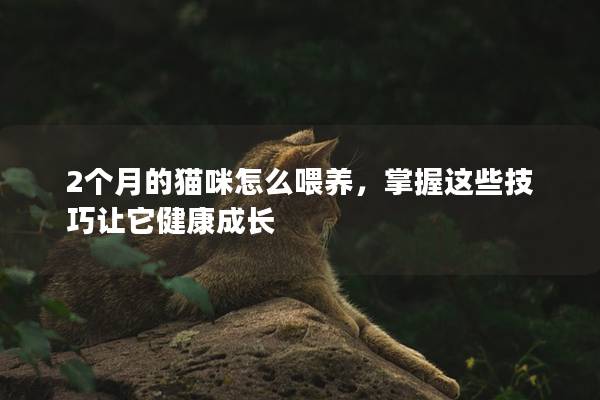 2個(gè)月的貓咪怎么喂養(yǎng)，掌握這些技巧讓它健康成長