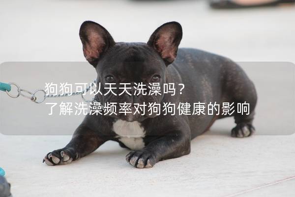 狗狗可以天天洗澡嗎？ 了解洗澡頻率對狗狗健康的影響