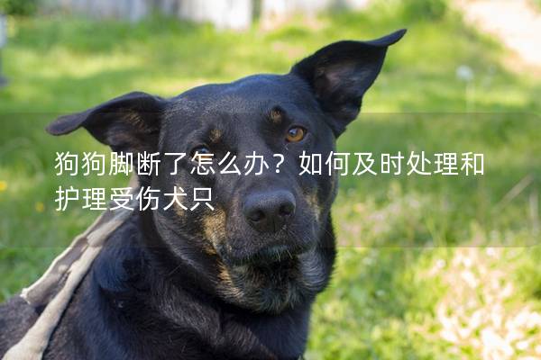 狗狗腳斷了怎么辦？如何及時處理和護理受傷犬只