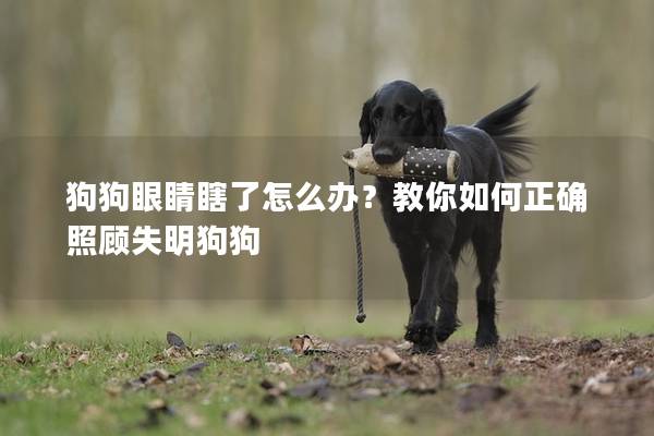 狗狗眼睛瞎了怎么辦？教你如何正確照顧失明狗狗
