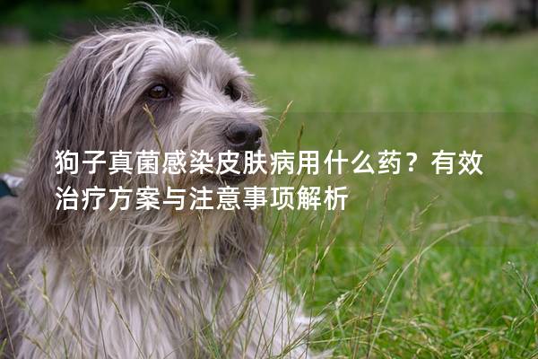狗子真菌感染皮膚病用什么藥?有效治療方案與注意事項解析 狗子真菌感染皮膚病用什么藥?有效治療方案與注意事項解析