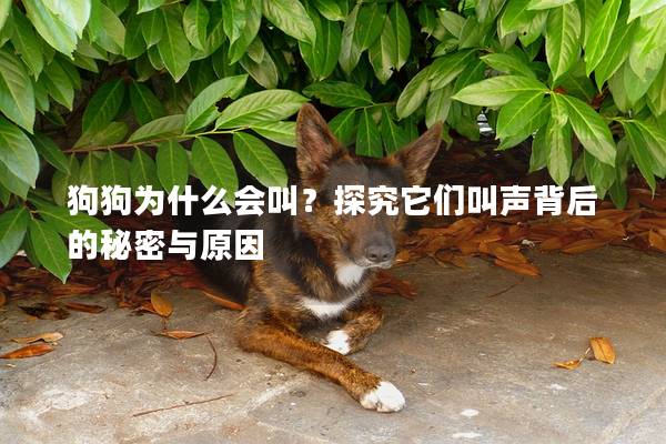 狗狗為什么會叫？探究它們叫聲背后的秘密與原因