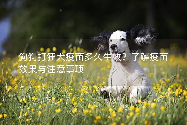 狗狗打狂犬疫苗多久生效？了解疫苗效果與注意事項