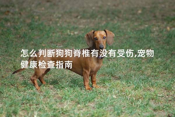 怎么判斷狗狗脊椎有沒(méi)有受傷,寵物健康檢查指南