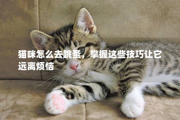 貓咪怎么去跳蚤，掌握這些技巧讓它遠(yuǎn)離煩惱