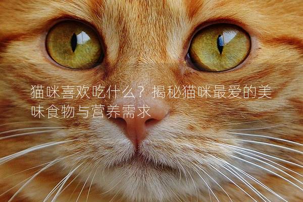 貓咪喜歡吃什么？揭秘貓咪最愛的美味食物與營養(yǎng)需求