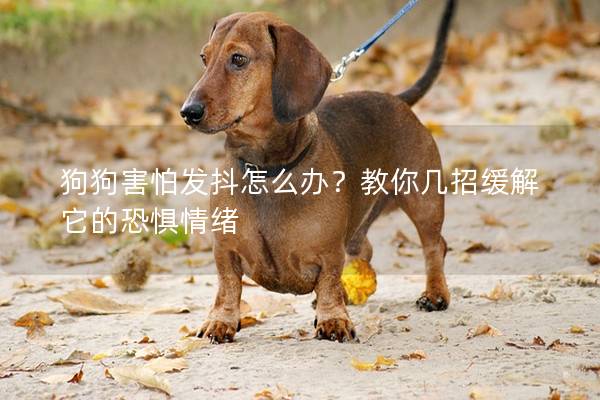 狗狗害怕發抖怎么辦?教你幾招緩解它的恐懼情緒 狗狗害怕發抖怎么辦?教你幾招緩解它的恐懼情緒