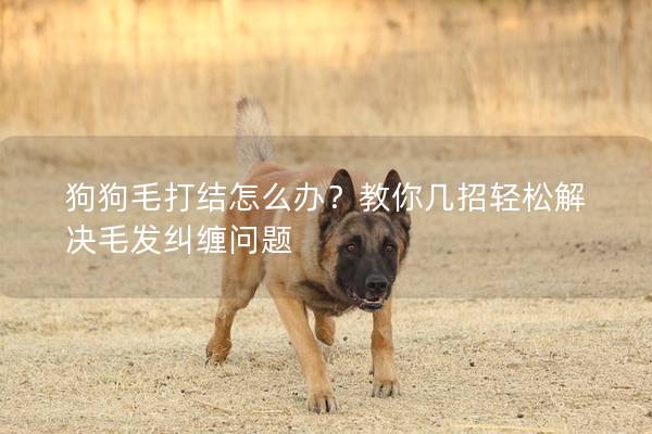 狗狗毛打結怎么辦？教你幾招輕松解決毛發糾纏問題