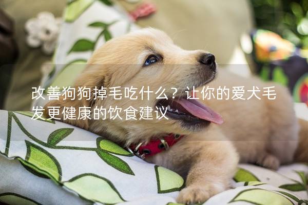改善狗狗掉毛吃什么？讓你的愛犬毛發更健康的飲食建議