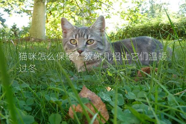 貓咪怎么保暖？教你幾招讓它們溫暖過冬