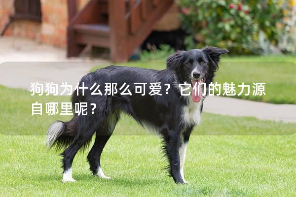 狗狗為什么那么可愛？它們的魅力源自哪里呢？