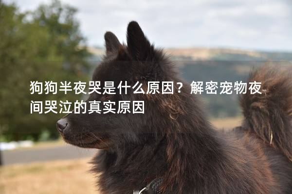 狗狗半夜哭是什么原因？解密寵物夜間哭泣的真實(shí)原因
