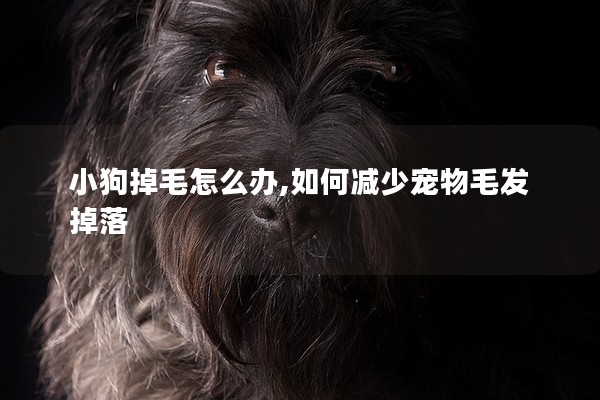 小狗掉毛怎么辦,如何減少寵物毛發掉落 小狗掉毛怎么辦,如何減少寵物毛發掉落