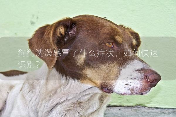 狗狗洗澡感冒了什么癥狀，如何快速識(shí)別？