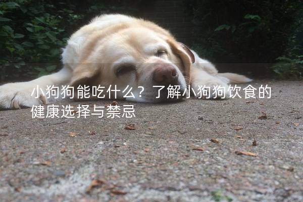 小狗狗能吃什么?了解小狗狗飲食的健康選擇與禁忌 小狗狗能吃什么?了解小狗狗飲食的健康選擇與禁忌