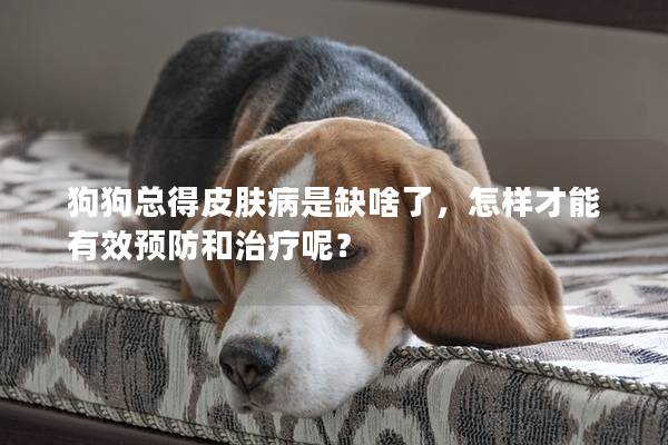 狗狗總得皮膚病是缺啥了，怎樣才能有效預防和治療呢？