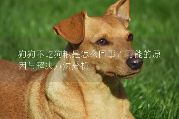 狗狗不吃狗糧是怎么回事？可能的原因與解決方法分析