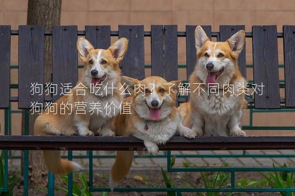 狗狗適合吃什么肉?了解不同肉類對(duì)狗狗的營養(yǎng)價(jià)值 狗狗適合吃什么肉?了解不同肉類對(duì)狗狗的營養(yǎng)價(jià)值