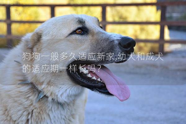 狗狗一般多久適應新家,幼犬和成犬的適應期一樣長嗎？