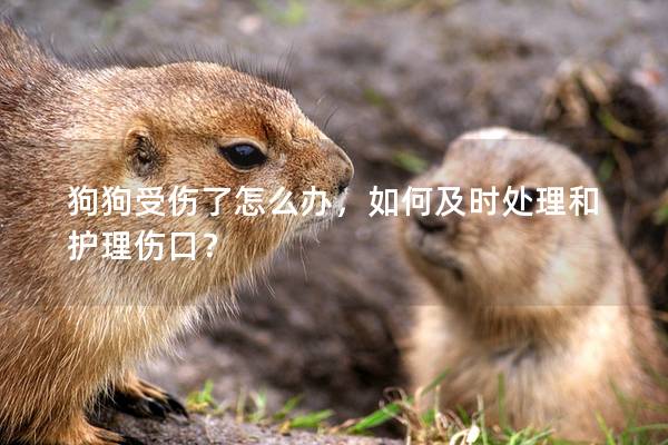 狗狗受傷了怎么辦，如何及時處理和護理傷口？