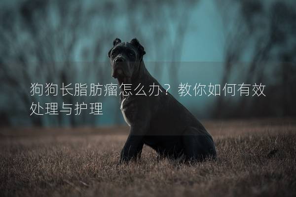狗狗長脂肪瘤怎么辦？教你如何有效處理與護理