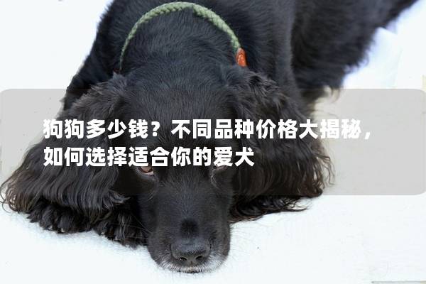 狗狗多少錢？不同品種價格大揭秘，如何選擇適合你的愛犬