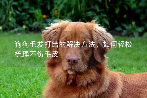 狗狗毛發打結的解決方法，如何輕松梳理不傷毛皮