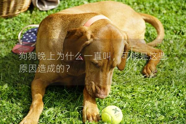 狗狗晚上為什么一直叫,可能是這些原因造成的? 狗狗晚上為什么一直叫,可能是這些原因造成的?